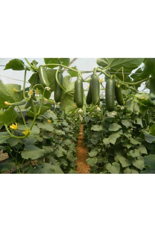 YAMAN SALATALIK /BİBER TURŞU YAMAN SALATALIK /BİBER TURŞU